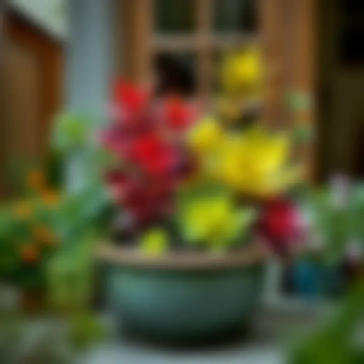 Seasonal plants arranged in a 20-inch round planter